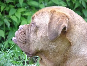 Close Up Head Shot of Left Profile - Luna the Dogue de Bordeauxs face outside with green plants behind her.