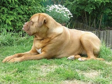 Luna the Dogue de Bordeaux is laying outside and there is a bush behind it.