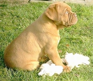 Luna the Dogue de Bordeaux puppy is sitting in a yard with a rope toy and dog bone in front of her