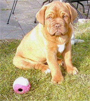 Luna the Dogue de Bordeaux puppy is sitting in grass next to a pink tennis ball that is in front of a stone porch area