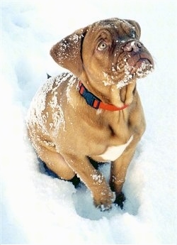Luna the Bordeaux Puppy is sitting in snow and there is snow all over her face and body