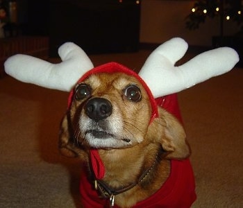 Close Up - Oscar the Doxle is wearing a hat with reindeer horns and a red shirt
