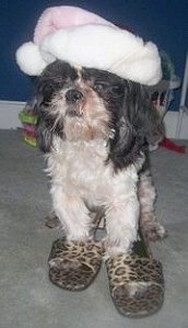 Pippin the Shih Tzu is standing in a room wearing leopard print slippers and a pink Santa hat