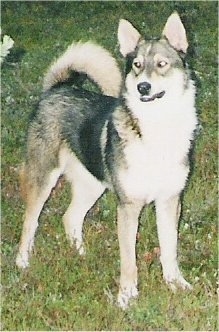 Tahvo the gray, white and tan East Siberian Laika is standing in a field and looking to the left.
