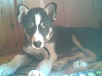 Vella the black, tan and white East Siberian Laika puppy is laying in front of a cabinet on top of a rug