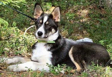 Vella the black, tan and white East Siberian Laika puppy is laying in the woods.
