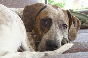 Close Up -  Dixie the white, tan, black and gray ticked English Coonhound is curled in a ball on a couch