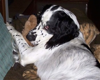 Close Up - Baxter Bear the black and white English Springer Spaniel is laying in a blanket and on a teddy bear