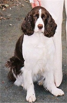 Belle the English Springer Spaniel is sitting outside and standing next to a person in white