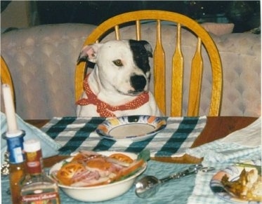 A white with black English Staffordshire Bull Terrier is sitting in a wooden chair at a table. There is an empty plate in front of it with lots of other food on the table