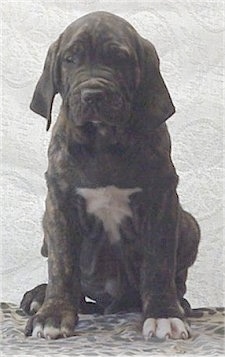 A black brindle with white Fila Brasileiro puppy is sitting on a leopard print sheet