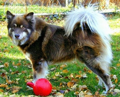 FinnishLapphundWonderboy2PushCrop.JPG