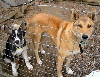 A black with white East Siberian Laika puppy is sitting in an outside pen next to a tan West Siberian Laika dog