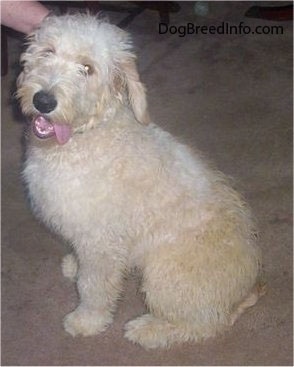 A Goldendoodle puppy is sitting on a tan carpet. Its mouth is open and tongue is out to one side. There is a person petting it