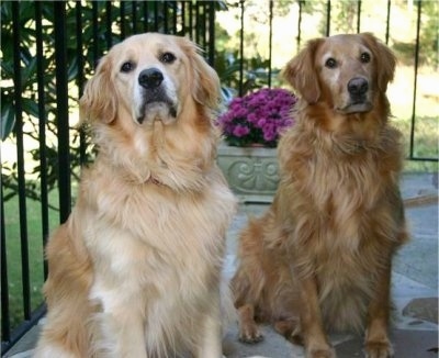 Two Golden Retrievers are sitting on a stone porch. There is a flowering potted plant behind them. One dog is cream and the other is red colored.