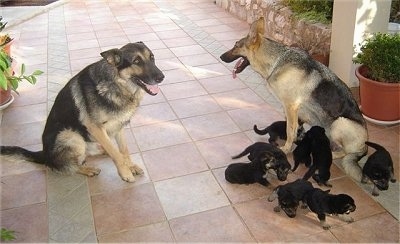 Two black and tan German Shepherds are sitting in front of each other. There is a litter of German Shepherd puppies surrounding one of the adult dogs