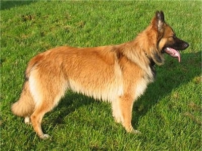 Long Hair Alsatian