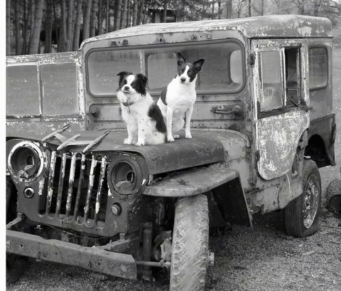 A black and white photo of two small dogs, a Chin/Cavalier King Charles Spaniel/Pekingnese mix and a Rat Terrier/Mountain Feist mix sitting on the hood of an old broken down jeep