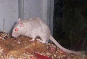 Right Profile - A Dove Gerbil is standing across a rock in a cage and its tail is dragging behind it.