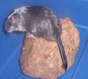 A slate & white pied Gerbil is standing on a rock inside of a blue box.