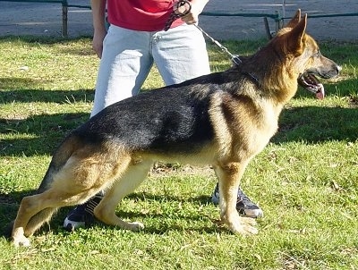 A black and tan German Shepherd is standing in grass posing with a person in a red shirt behind it