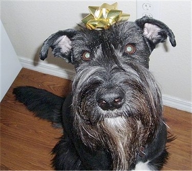 Close Up - A black Giant Schnauzer is sitting on a hardwood floor with a golden ribbon stuck to its head.