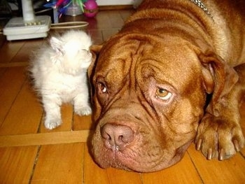 Patience the Dogue de Bordeaux is laying down on the hardwood floor and Tolerance the Persian Kitten is sniffing the dog's ear