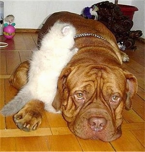 Patience the Dogue de Bordeaux is laying down on the hardwood floor and Tolerance the white Persian Kitten is climbing on the dog