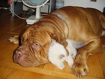 Patience the Dogue de Bordeaux is laying down on the hardwood floor and Tolerance the white Persian Kitten is laying between the dog's ear and paw