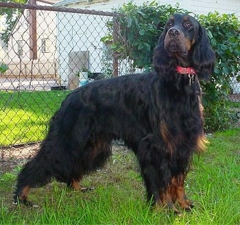 A black and tan Gorden Setter is posing outside in a yard in front of a chain link fence