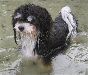 A wet black, white and grey Havanese is standing up in a body of water
