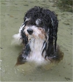 A wet black, white and grey Havanese is laying in a body of water