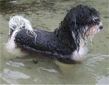 Side view - A wet black, white and grey Havanese is walking through a body of water