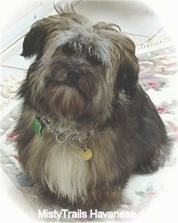 A black, tan, grey and white Havanese is standing on a rug with its head tilted to the righ.t