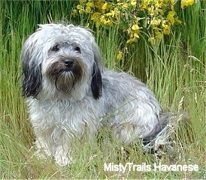 A grey and white with black Havanese is standing in tall grass with taller grass and yellow flowers behind it.