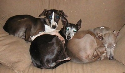 A pile of Italian Greyhounds laying on a tan couch