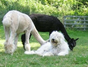 A white Corded Komondor is laying in grass with two Alpacas eating grass behind it