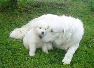 An adult white Kuvasz is laying in grass nestled next to a small white puppy.