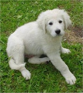 A small white Kuvasz puppy is sitting in grass and looking up