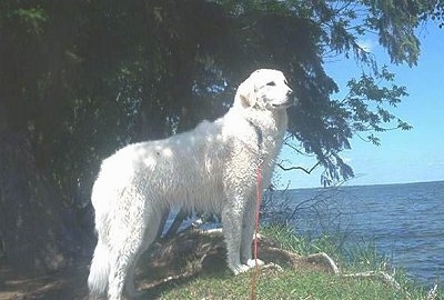 A white Kuvasz is standing on top of a hill next to a tree overlooking a body of water.