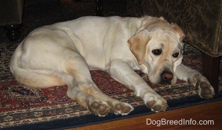 A yellow Labrador Retriever is laying on a rug and there is a couch next to it