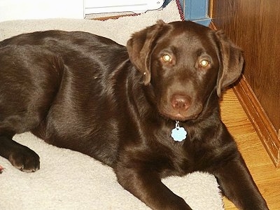 A chocolate Labernese puppy is laying on a rug on top of a hardwood floor and there is a dresser next to it. It is looking up.