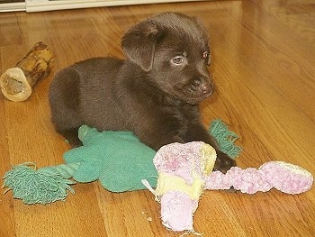 A little chocolate Labernese puppy is laying on top of a green pillow toy and there is a plush toy in front of it. theres a toy bone behind it