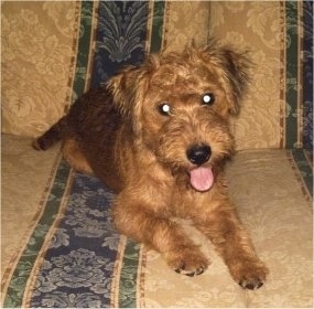A wavy-coated red and black Lakeland Terrier is laying on a tan, blue and green couch. Its mouth is open and its tongue is out. Its head is slightly tilted to the left