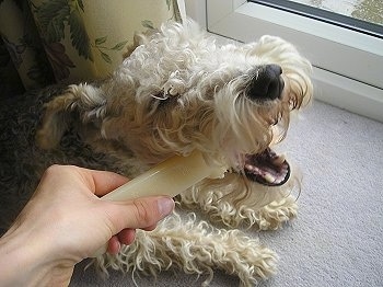 A wavy-coated tan and black Lakeland Terrier is laying on a tan carpet in front of a window. A person is holding a Nylabone that the dog is chewing on.