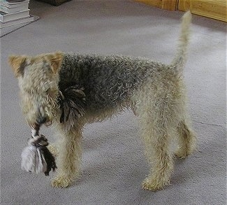 A wavy-coated tan and black Lakeland Terrier is standing on a tan carpet with a black and white rope toy in its mouth. The dog's tail is up.