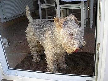 A wavy-coated tan and black Lakeland Terrier is standing on a door mat in front of a glass door way in a kitchen. Its mouth is open and tongue is out. There are white tables and chairs behind it.