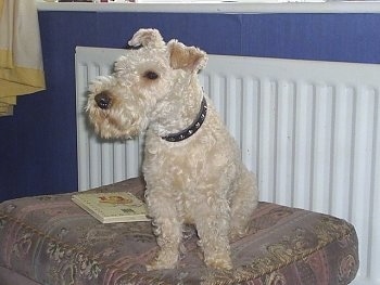 A wavy-coated tan Lakeland Terrier is sitting on an ottoman and looking to the left. There is a tan hardback book next to it.
