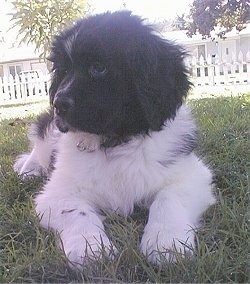 View from the front - A small black and white Landseer puppy is laying in grass and looking to the left. There is a white picket fence and a white house in the distance.