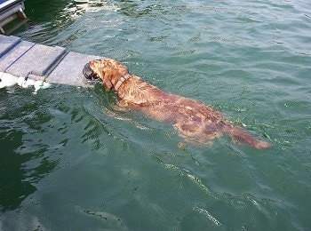 Sadie the Louisiana Catahoula Leopard Dog is swimming towards a ramp of a houseboat
